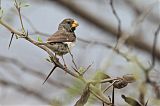 Parrot-billed Seedeater